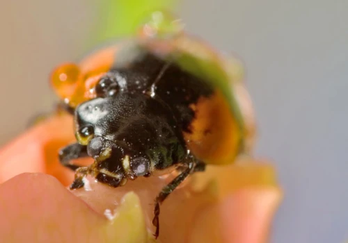 Jesienna plaga już się zaczęła. Całe roje wchodzą do domów i gryzą