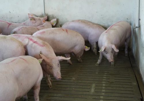 W dekadę ubyło 200 tys. stad świń. Małe hodowle przegrywają kosztami. Co dalej z nimi?