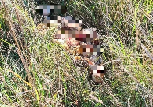 Niebezpieczne znalezisko przy ul. Śnieżnej w Rzeszowie. W trawie odkryto martwe kury