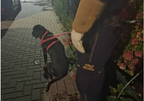 Agresywny pies na klatce schodowej przy ul. Żeromskiego. Interweniował Ekopatrol, jedna osoba poszkodowana