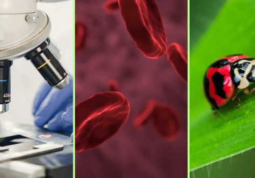Quiz. Pamiętasz lekcje biologii? Wynik 10/11 będzie powodem do dumy