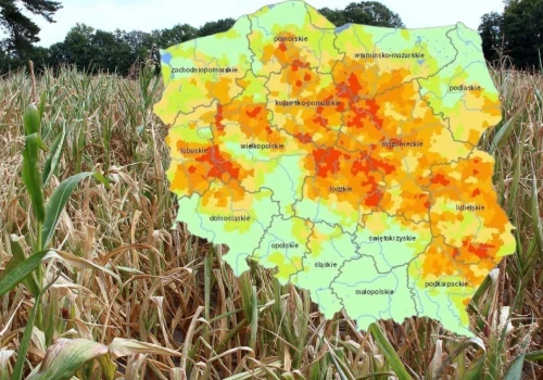 Susza zabiera rolnikom miliardy. Aż 1,5 mld zł strat można uniknąć. Co trzeba zmienić?