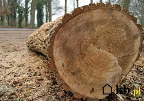 Ten gatunek drewna czyści komin i daje przepiękny płomień. Większość niesłusznie go omija
