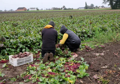 Ustalenia RMF FM: Polska nie chce, by rolnicy ponosili konsekwencje ataków hybrydowych