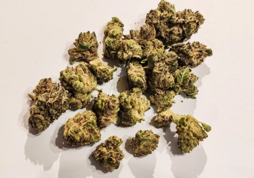 Chemango Kush – odmiana od Aurory na półkach polskich aptek