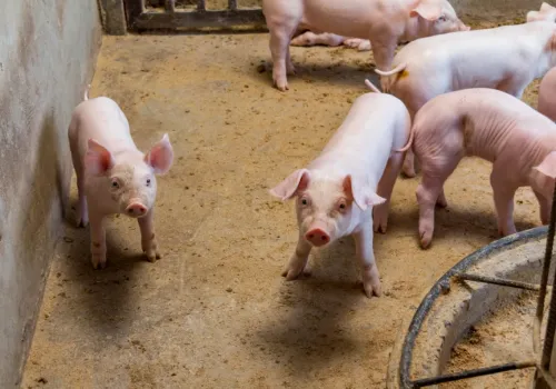 Cios dla sektora świń. Dania zamraża budowę chlewni. Co dalej z importem wachlaków do Polski?