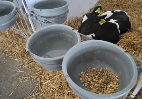 Cielę zjada 1,5 kg startera, a po odstawieniu mleka słabnie. Problem mógł zacząć się wcześniej