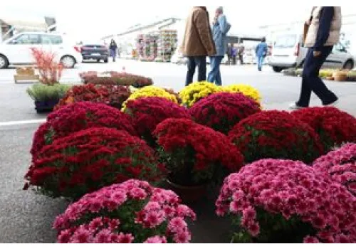 Zrób to, a chryzantemy wytrzymają nawet cztery tygodnie. Triki florystyczne na Wszystkich Świętych