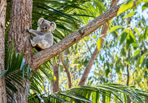 Australia tworzy gigantyczny park koali. 12 tysięcy zwierząt pod ochroną. Turyści zyskają nową atrakcję.