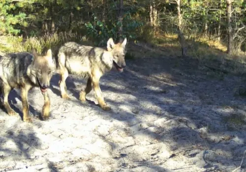 Bliskie spotkanie w lesie w Polsce. Przyrodnik pokazał wyjątkowe wideo