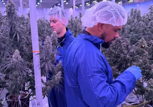 Brytyjski weteran rapu inwestuje w medyczną marihuanę. Snoop Dogg też wyłożył miliony