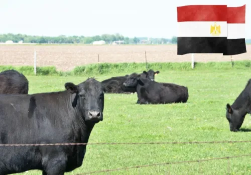 40 polskich zakładów mięsnych dostało zielone światło od Egiptu. Czy rolnicy zarobią więcej?
