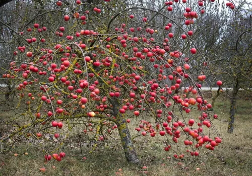 Nie czekaj do wiosny z ochroną drzew owocowych. Jesienią wykonaj jeden ważny zabieg