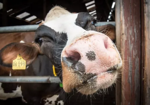 Krowa po wycieleniu ma wypływ o gnilnym zapachu? To może być objaw zapalenia macicy
