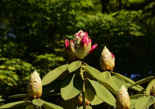 Pół wiadra pod rododendrona. Nie straci pąków cenniejszych niż złoto