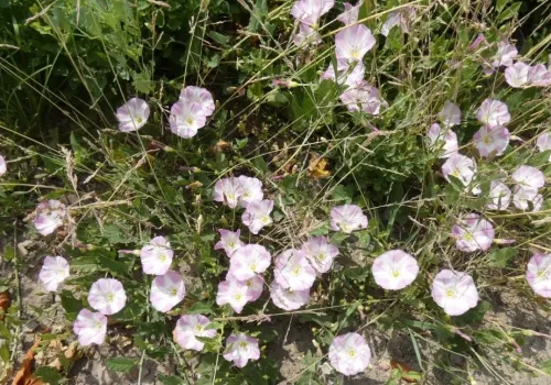 Powój polny. Piękny chwast, który może być niebezpieczny
