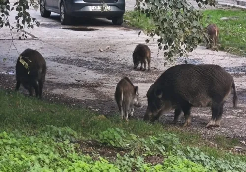 CO, KOMU ZAWINIŁA DZIKA ZWIERZYNA?