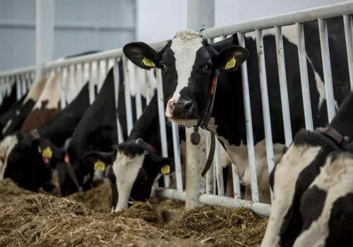160 ton mleka dziennie z jednego gospodarstwa. U naszego sąsiada powstanie kolejna gigantyczna ferma