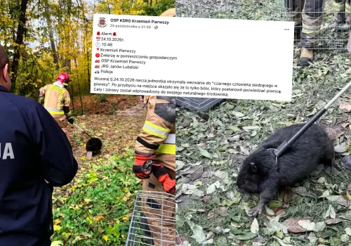 Krzemień Pierwszy: strażacy wezwani do "czarnego człowieka w piwnicy" odkryli, że to bóbr