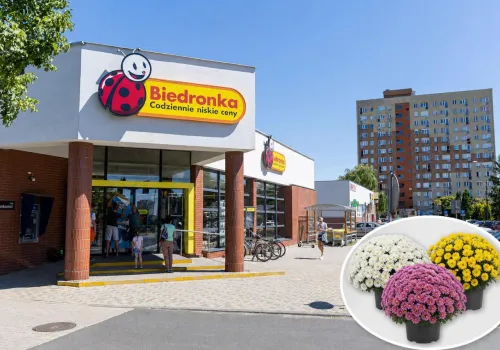 W Biedronce ruszyła promocja 2+1 gratis na Wszystkich Świętych