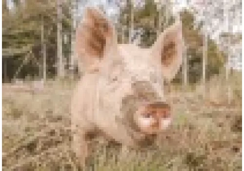 Dania - Rząd zakazał zakładania nowych gospodarstw trzody chlewnej