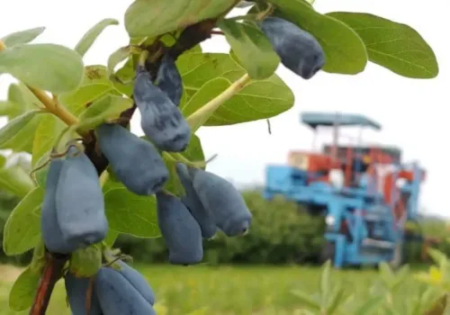 Wykarczował 70 proc. plantacji. Cztery lata później sprzedaje owoce dwa razy drożej