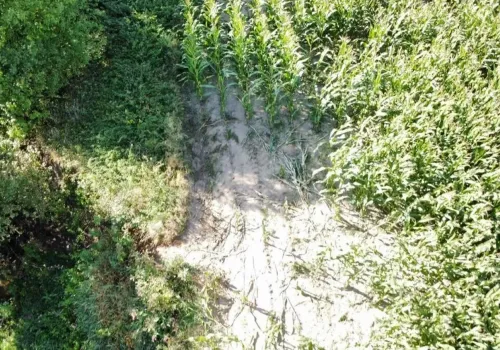 Nie ich pole, nie ich plony. Wjeżdżają w uprawy, a rolnicy liczą straty