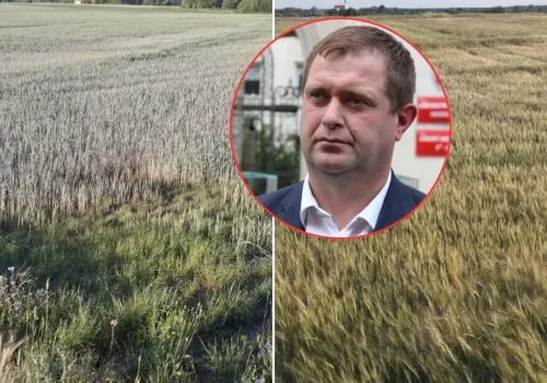 Z 70 hektarów zebrał zaledwie 90 ton kukurydzy. Ale największe zaskoczenie przyszło dopiero po żniwach