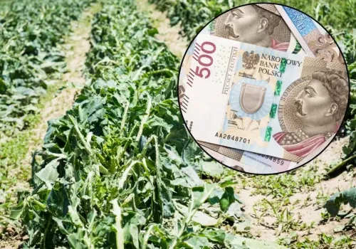 Rolnicy złożyli już 5400 wniosków. ARiMR płaci nawet 3000 zł/ha. Kto się załapie?