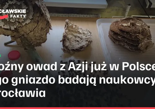 Groźny owad z Azji już w Polsce. Jego gniazdo badają naukowcy z Wrocławia