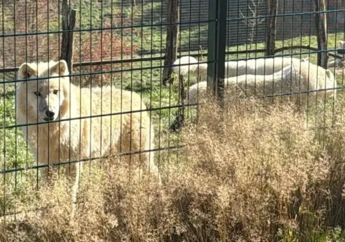 ZOO Łączna po konferencji Nowaczyka. Powrót zwierząt, zagrożone zezwolenie i doniesienia o kolejnym zatrzymaniu