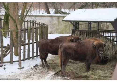 Nie było ich tysiąc lat. Żubry wracają do Szwajcarii