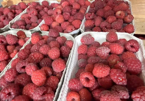 Polskie maliny pod lupą PIORiN