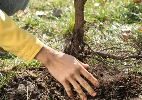 Jesienią każde drzewko owocowe się przyjmie. Sprawdzony sposób sadzenia