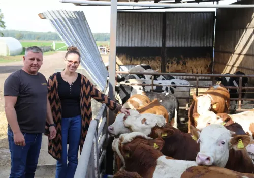 Przestał codziennie mieszać paszę. Teraz opasy osiągają nawet 800 kg, a on chce mieć ich więcej