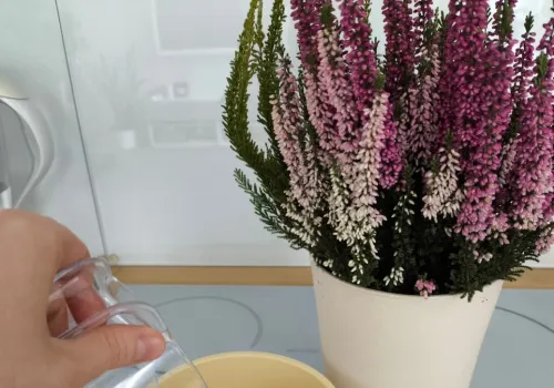 Kroję w kostkę i robię domową odżywkę. Wrzosy kwitną niemal do zimy