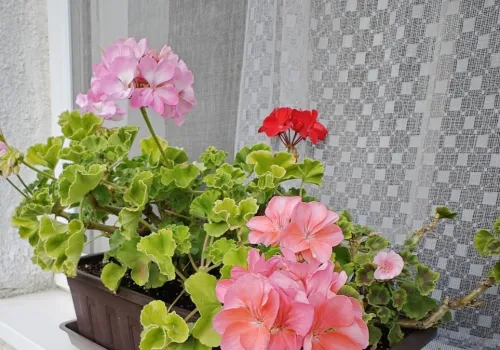 Przycinam pelargonie zasadą 3-5-7. Zagęszcza się i cudownie kwitnie