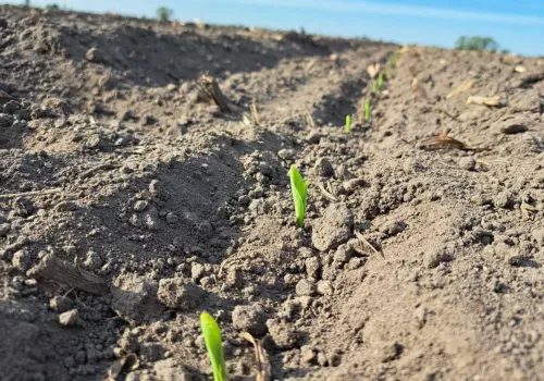 Ma 800 ha, ale sprzedał duże maszyny. Dziś 130-konny ciągnik sieje bez kierowcy nawet 20 godzin na dobę