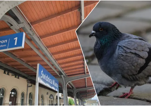 Gołębi problem na stacji Świdnica Miasto. Kolejarze chcą zamontować siatki