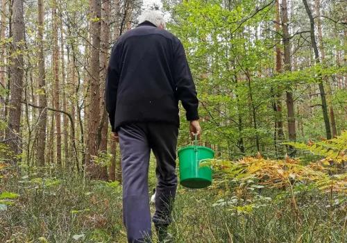 To nie koniec sezonu na grzyby. Te gatunki znajdziesz w lesie w listopadzie
