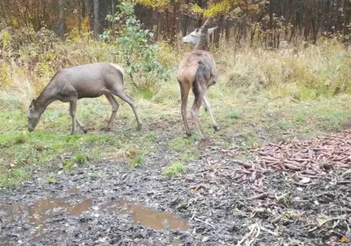 Fotopułapka uchwyciła młode jelenie w Jaworznie. Co robią w lesie, gdy nikt nie patrzy?