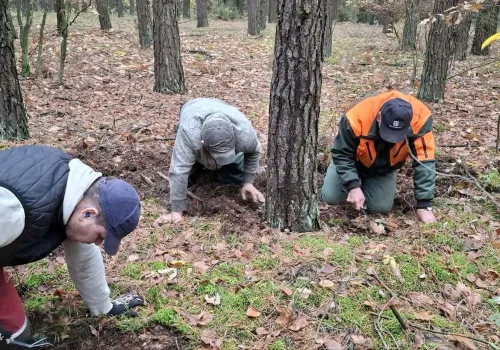 Leśnicy z Łukowa przeszukują ściółkę pod sosnami. Szukają zagrożenia dla lasów