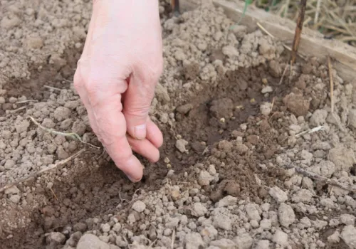 Listopadowy siew warzyw. Zbiory będą 3 tygodnie wcześniej niż zwykle