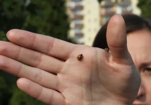 Jak wyglądają biedronki azjatyckie? Prawdziwa plaga w październiku i na początku listopada