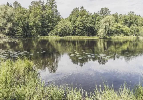 Potrzebujesz ciszy i spokoju na łonie natury? Odwiedź staw Janina na katowickim Giszowcu