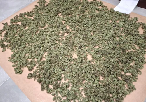 Blisko 3 kg marihuany w trakcie suszenia i dwie sztuki broni. Kontrterroryści zatrzymali 41-latka