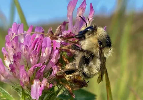 Trzmiel rudoszary (Bombus sylvarum)