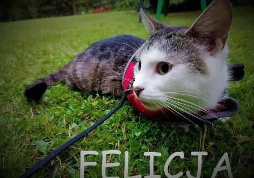 Jak pomóc kotom? Historia naszej Felicji