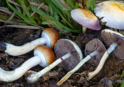 Psylocybina w depresji: szwedzka próba z aktywnym placebo