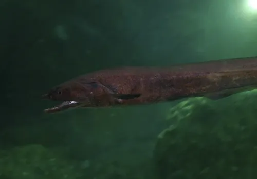 Rojowisko wężowatych zwierząt na dnie oceanu. Są tu ich miliony